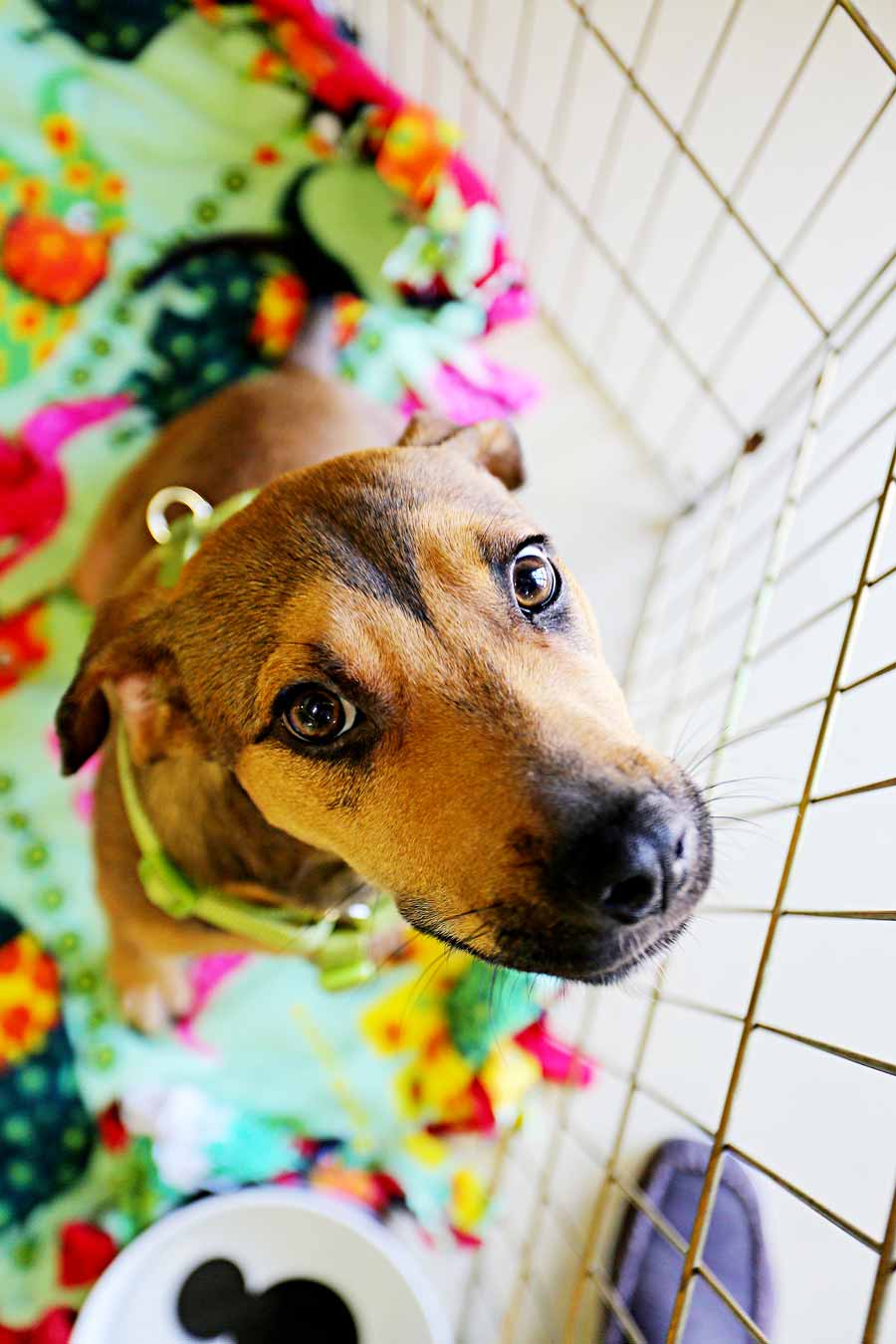 April 2014: Who could say “no” to Katherine’s imploring eyes? Not us. And not our readers. Donations to the no-kill South Lake Animal League climbed after our feature story on fur babies needing adoption.