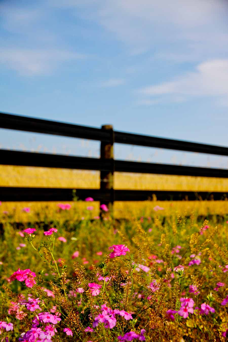 June 2014: Serene scene in South Sumter, far removed from The Villages expansion into Fruitland Park and the edge of Leesburg.