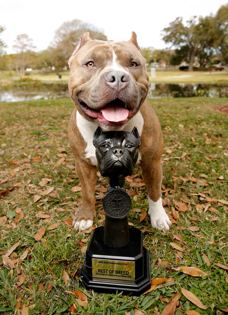 bully style pitbulls