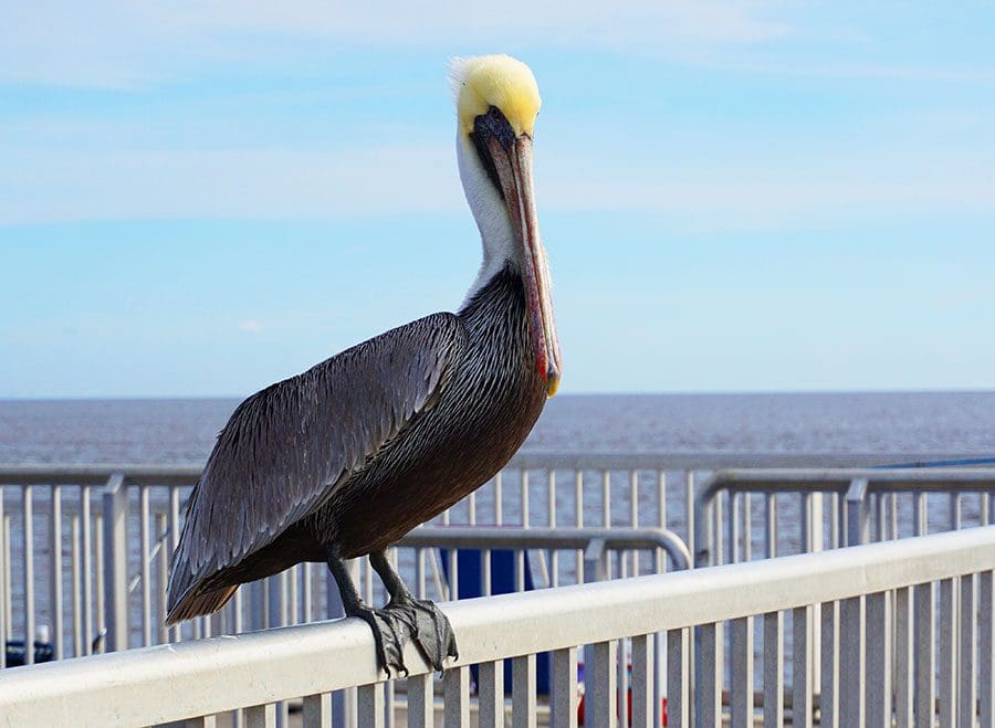 a-Pelican-on-fence