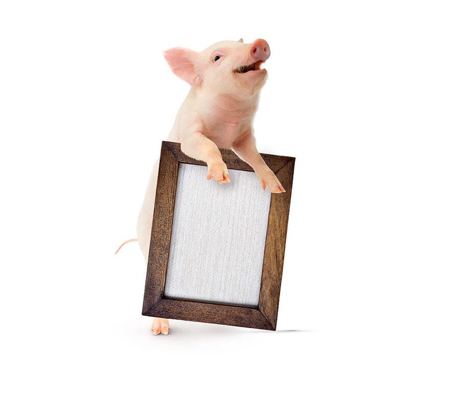 pig-holding-a-sign
