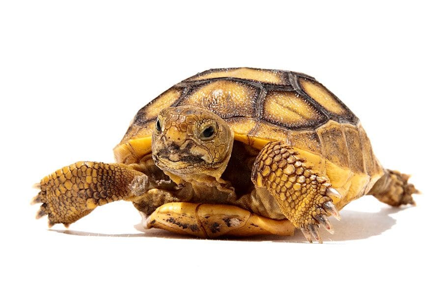 turtle-on-white-background